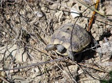 Черепаха Никольского (средиземноморская черепаха) 001